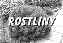 Rostliny